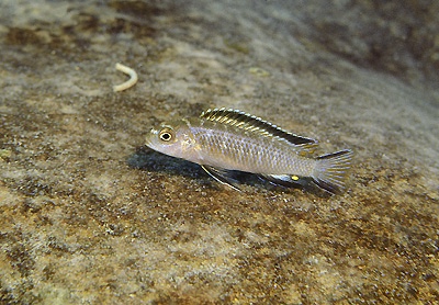 Chindongo sp. 'elongatus mozambique brown' Lumbaulo
